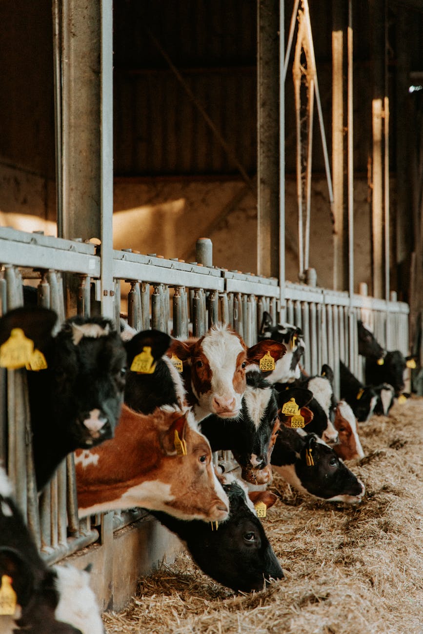 Current image: brown and black cows in a barn eating hay