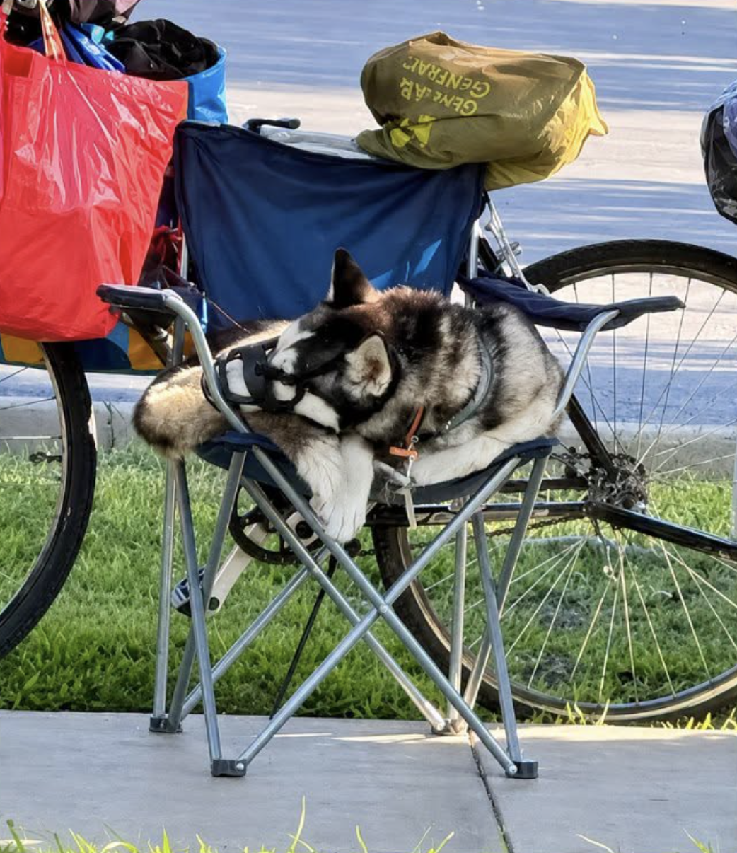 Merced Police Say Husky Reported for Possible Animal Abuse Is Healthy After Veterinary Exam