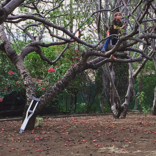 Mason up a tree :)