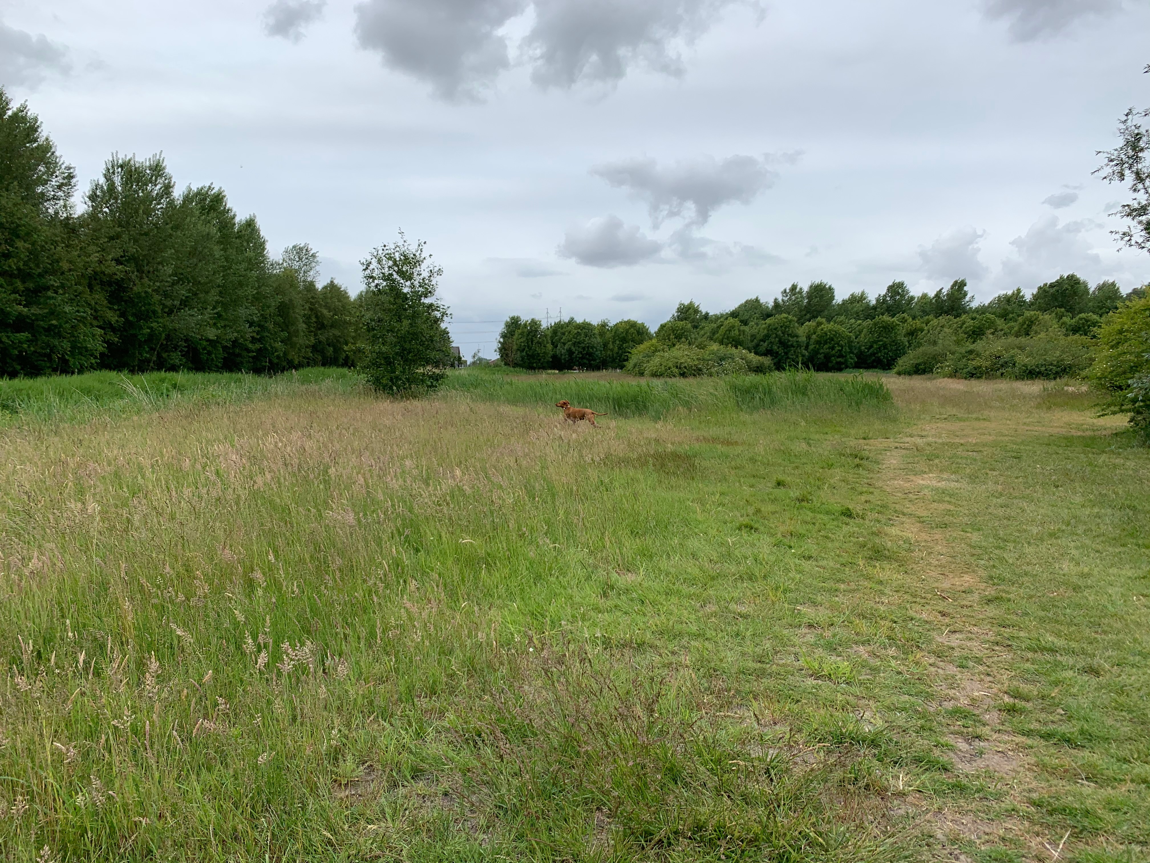 Venneperhout, Nieuw-Vennep