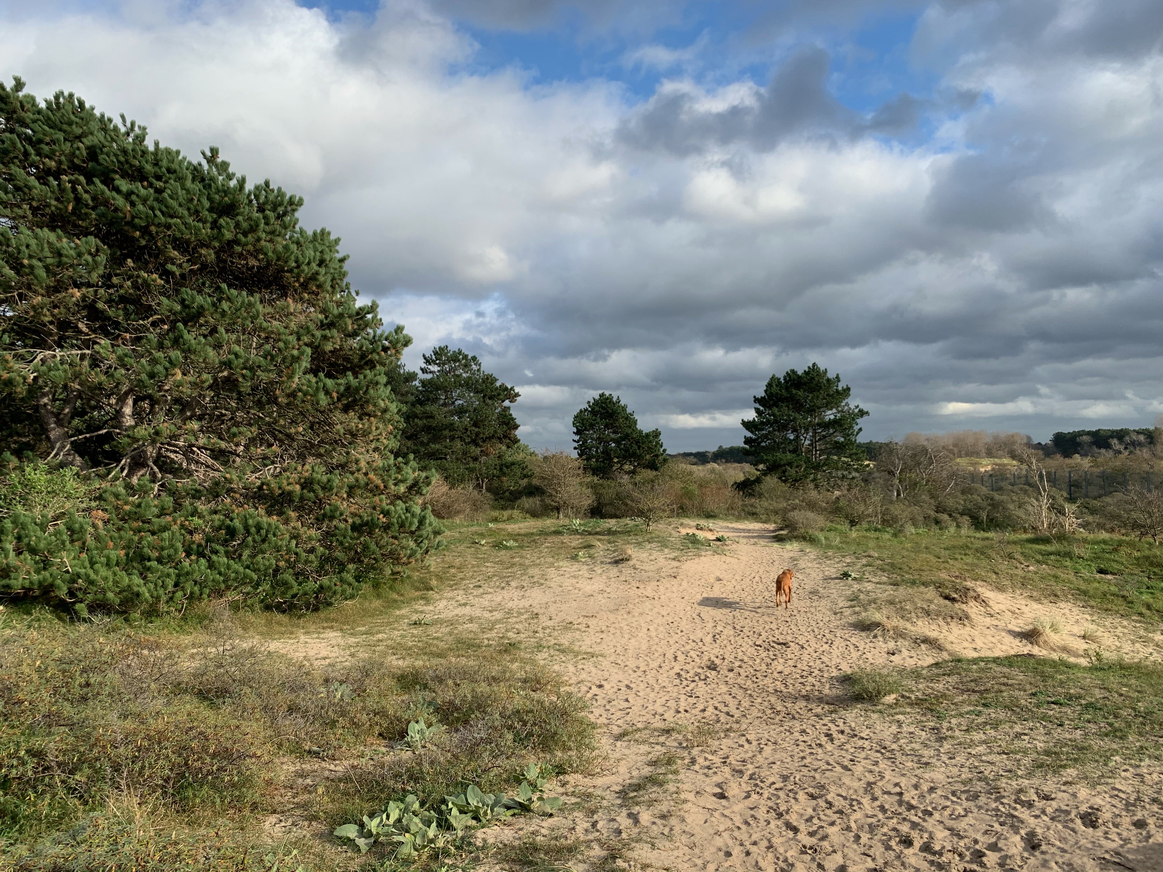 Zandvoort Dunes