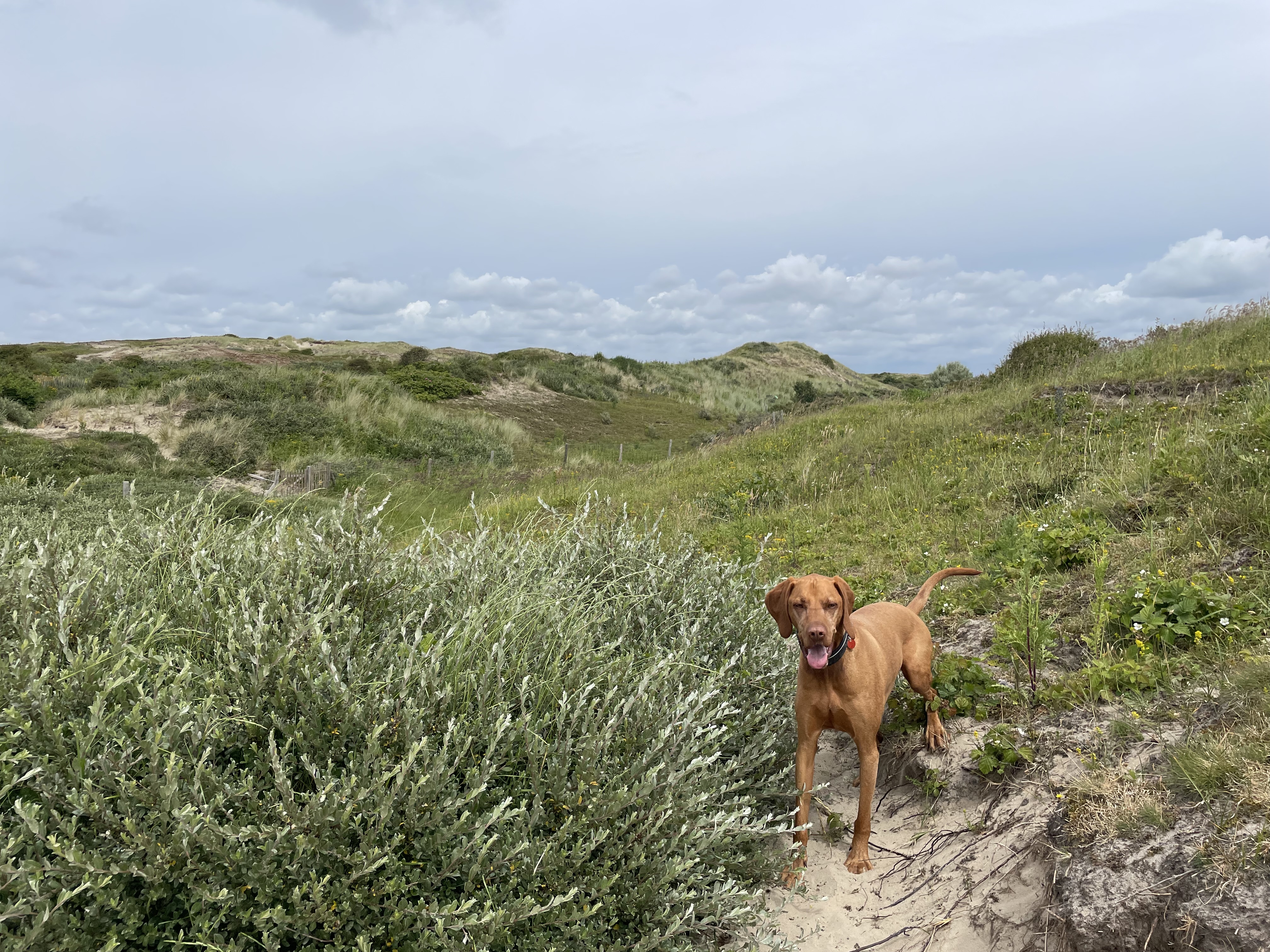 Dunes, Egmond aan Zee