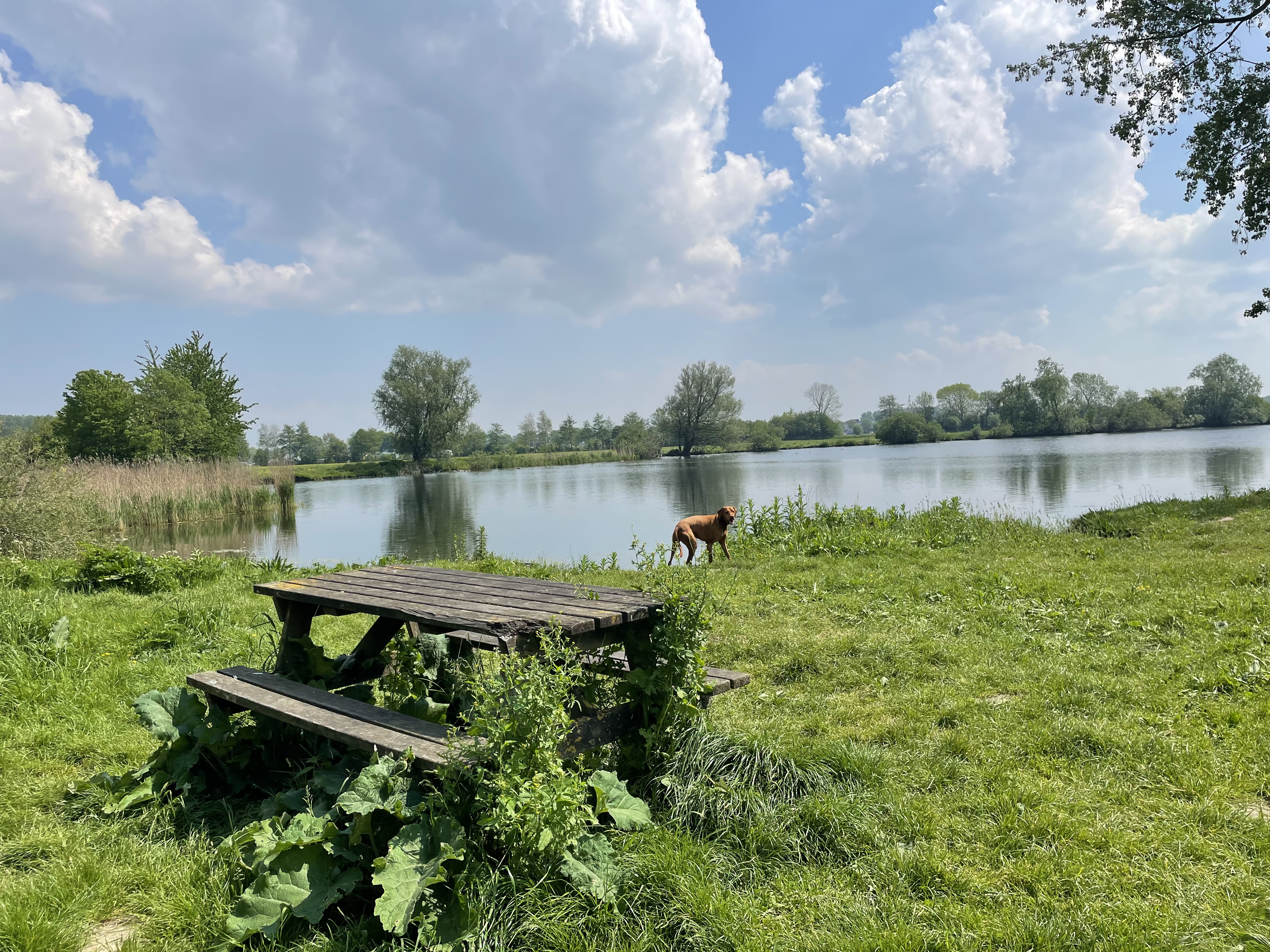 Obdammerweel, Obdam