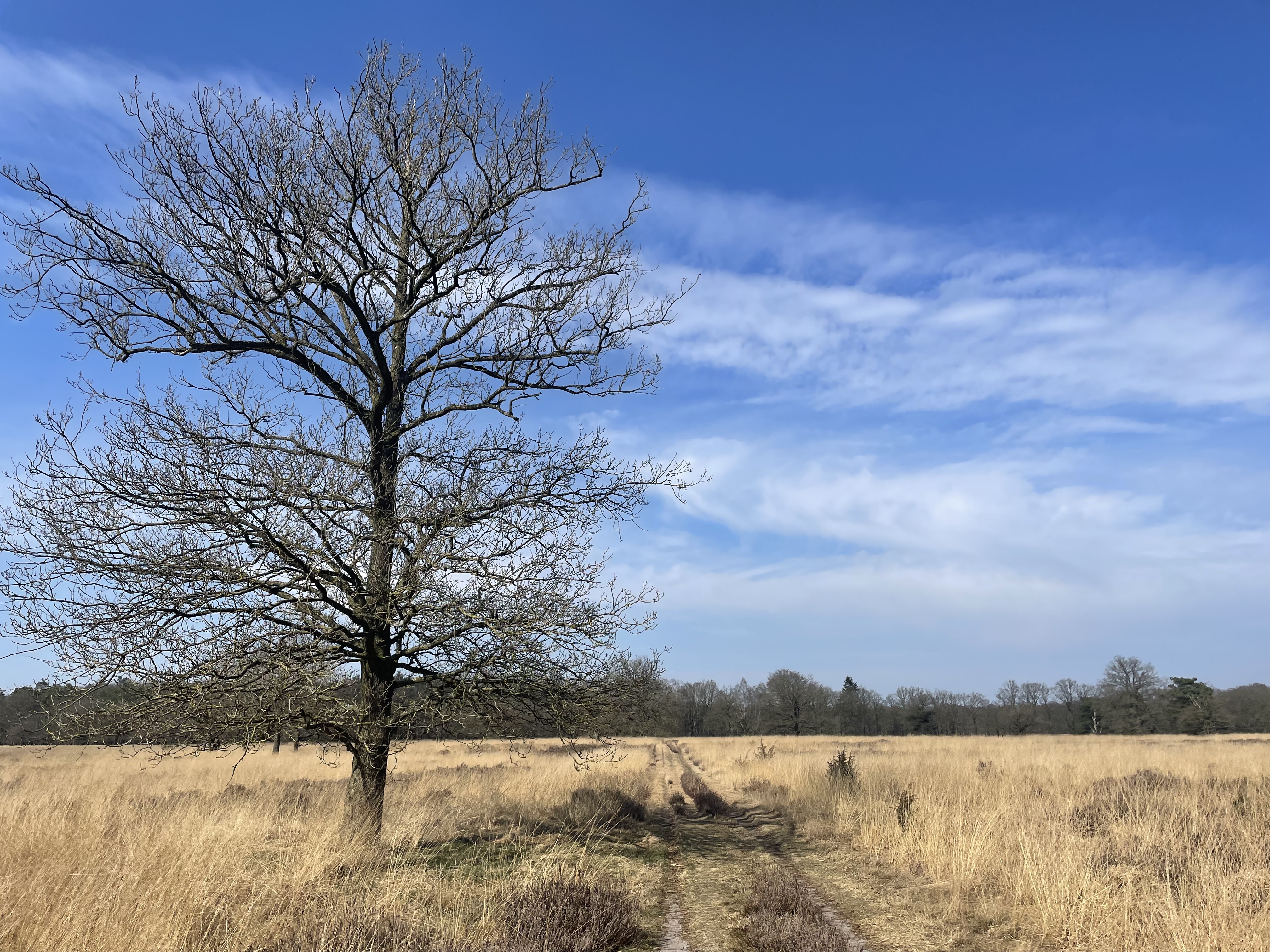 Dwingelderveld, Dwingeloo/Ruinen