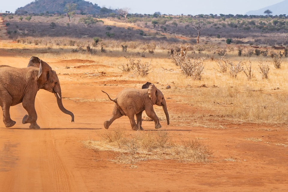 Elefante