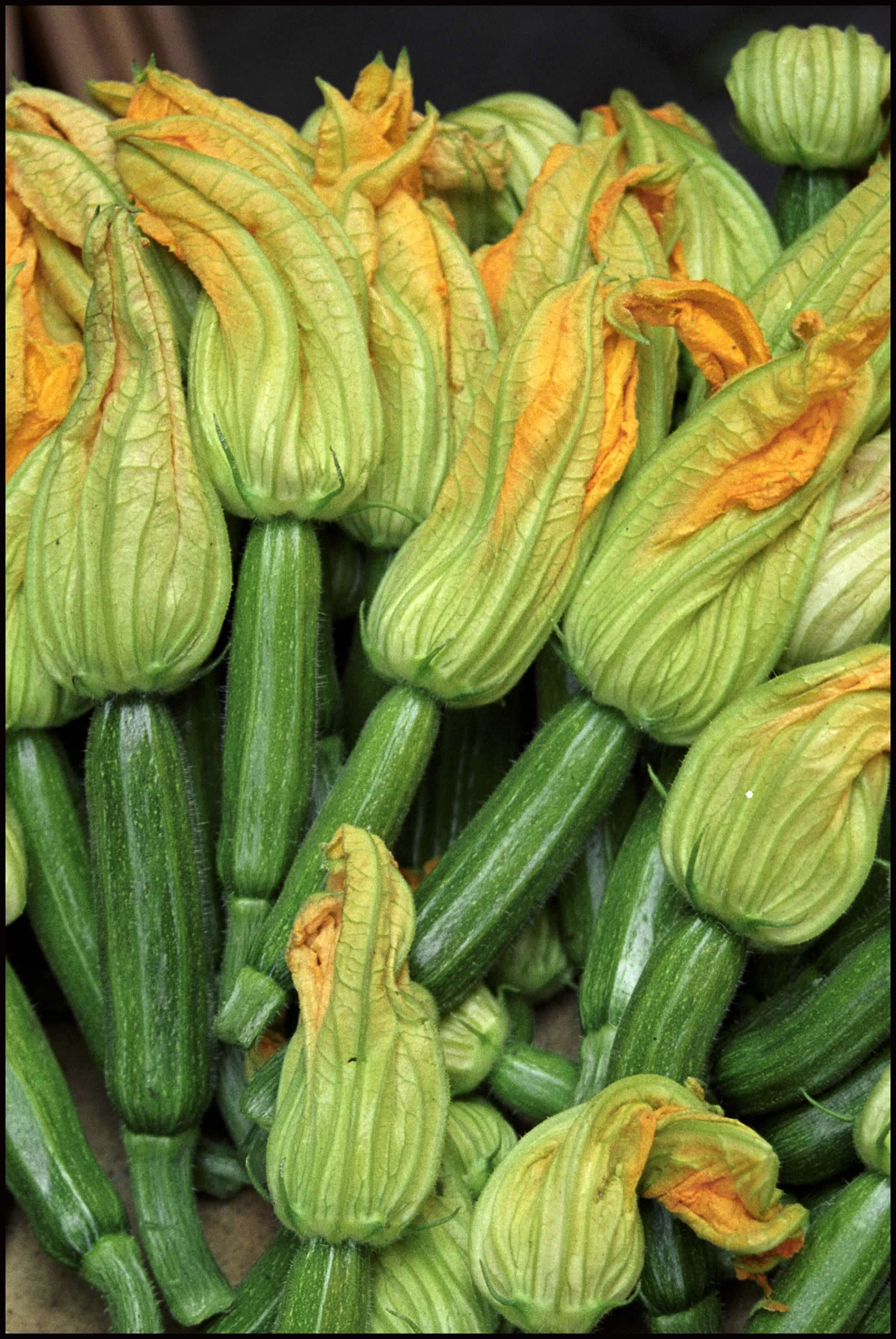 Zucchini with blossoms