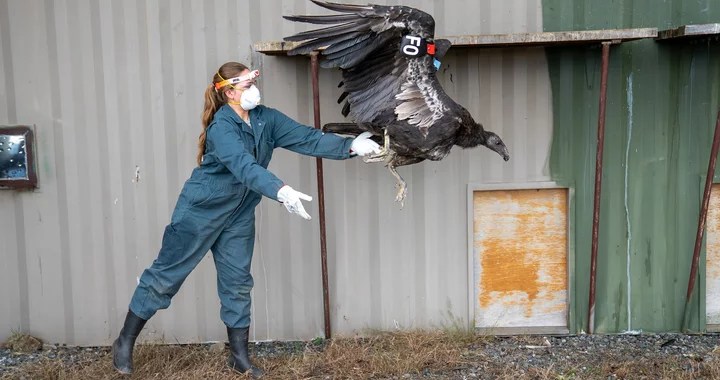 7 Condors Arrive in Yurok Country | San Diego Zoo Wildlife Update (2026)