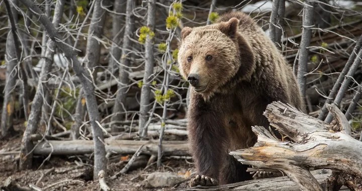 Grizzly Bear Comeback Canceled: California Bill Vetoed (2026)