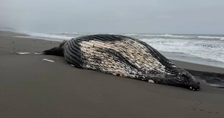 Two Humpback Whales Found Dead on California Beaches: What’s Causing These Strandings? (2026)