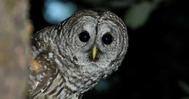 Invasive Barred Owls vs. Spotted Owls: Can We Save California's Old-Growth Forests? (2026)