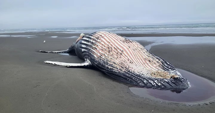 Dead Humpback Whale Found on Mad River Beach (2026)