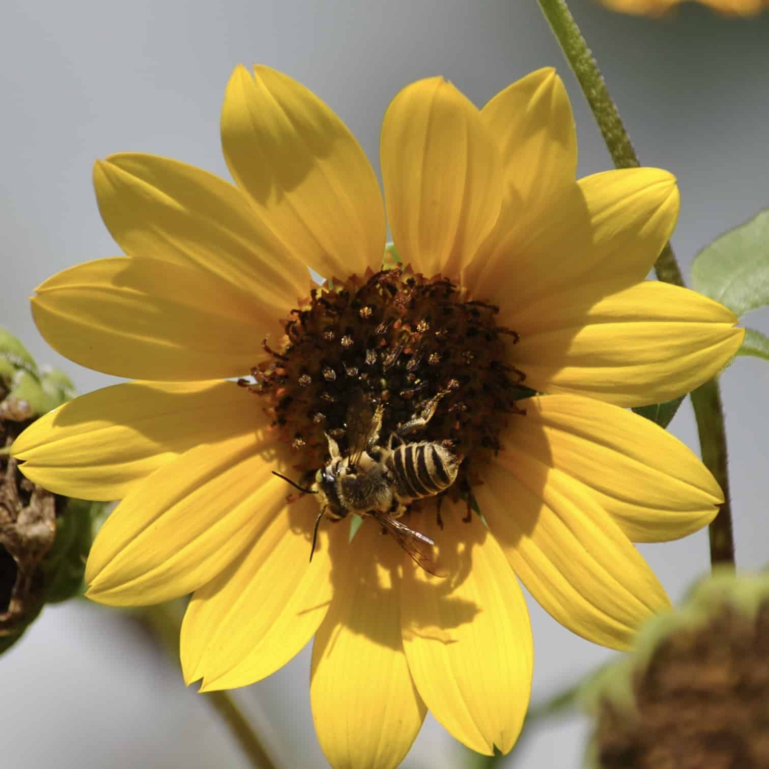 Bee on Maximillian sunflower