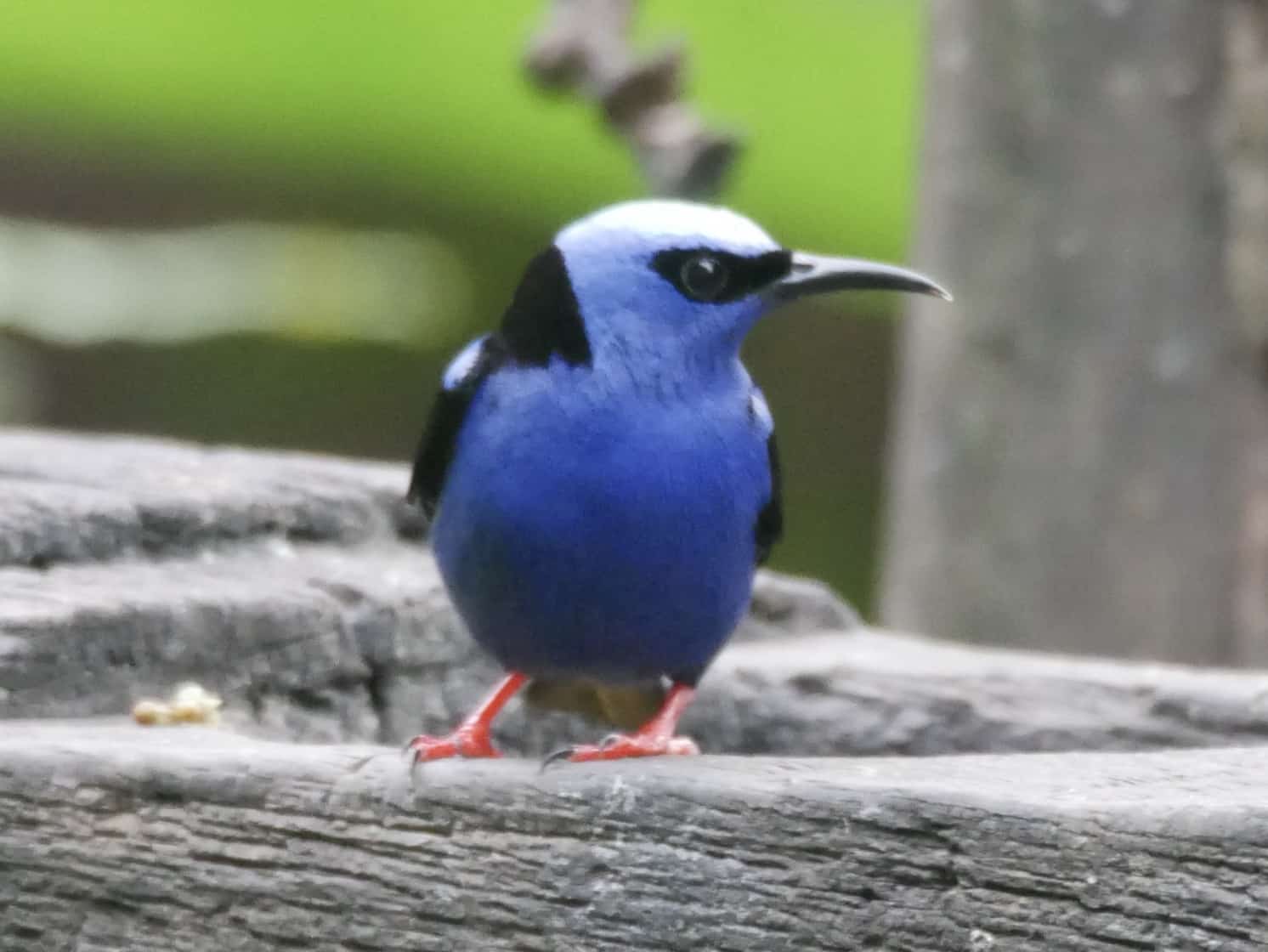 Birding and Nature in Costa Rica 2021