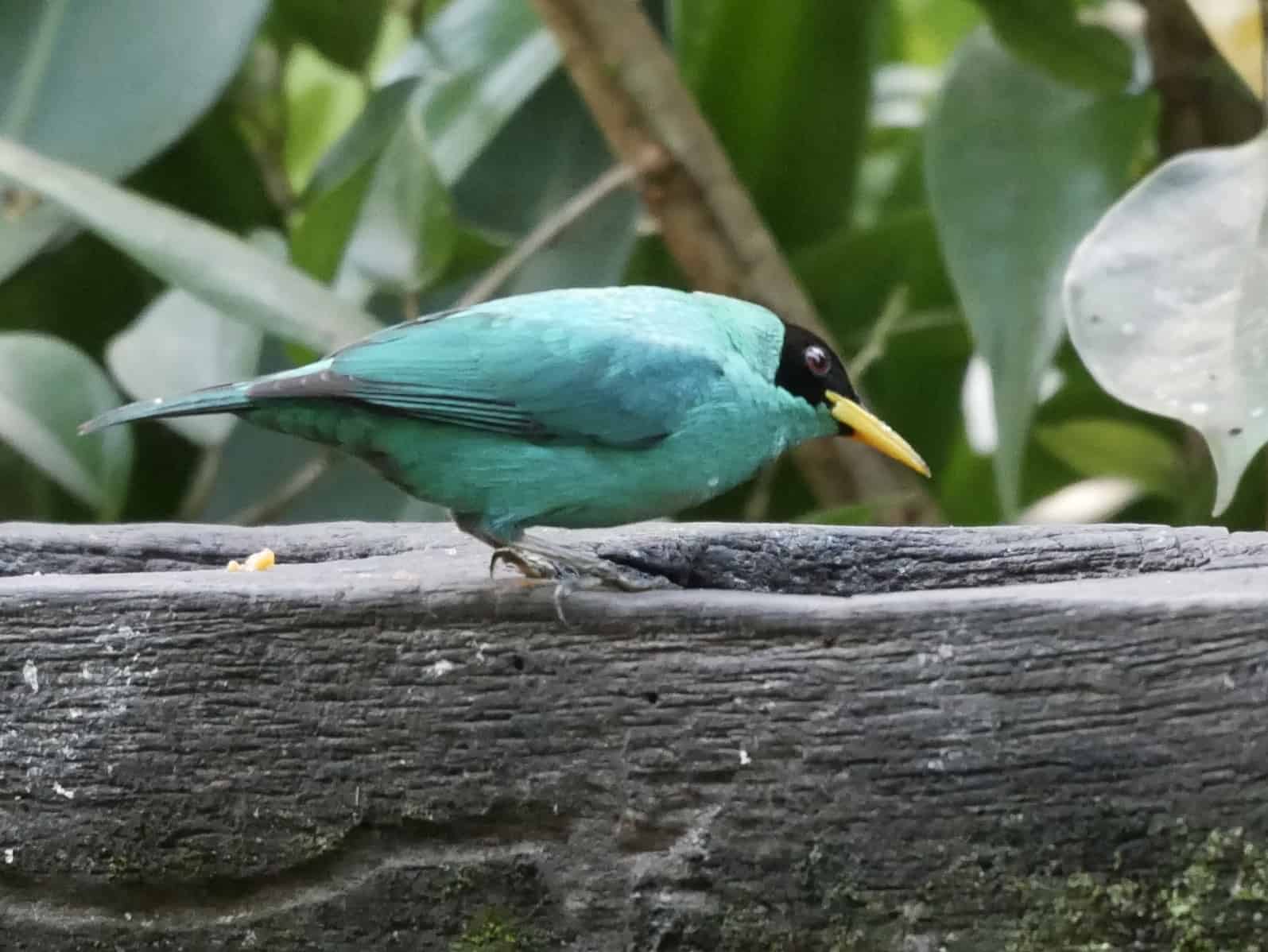 Birding and Nature in Costa Rica 2021