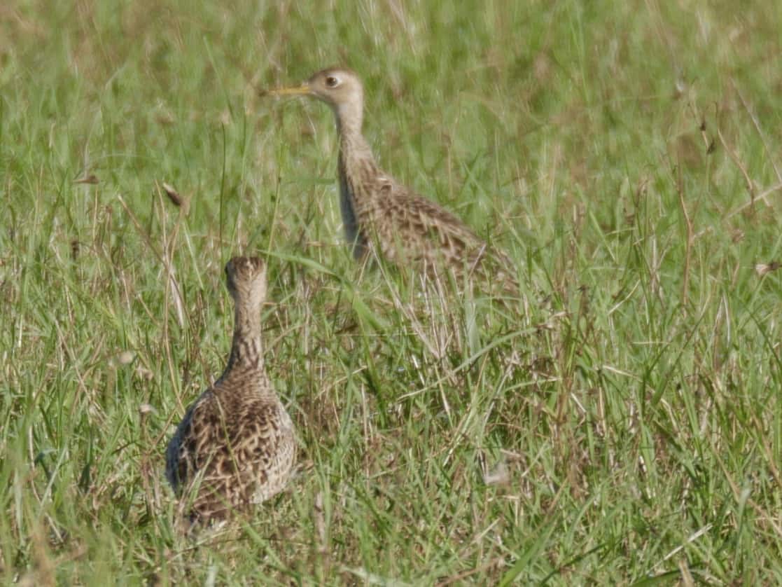 Upland Sandpipers  on Sayer's Road, Bastrop TX Birding Hotspot
