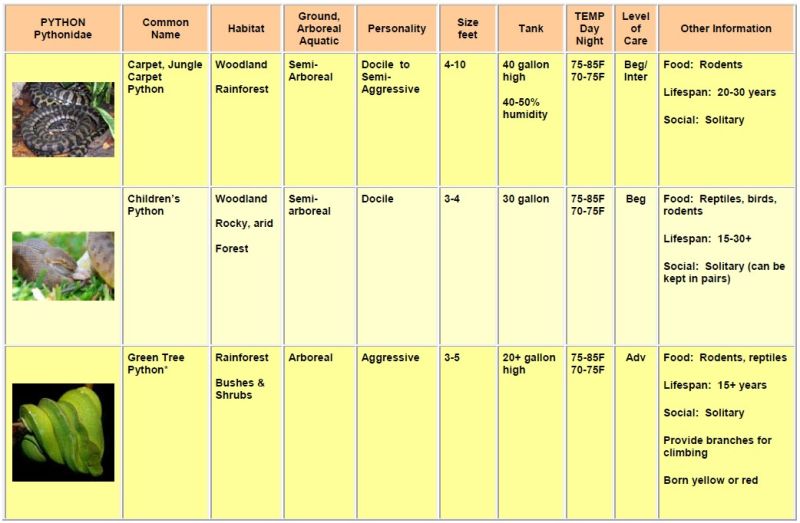 Olive Python Essential Guide To Australia S Largest Pet Snake - Premium Dark Image Gallery - Ultra HD