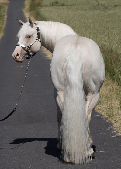 TC Dun In Ice, gold cream champagne dun qh mén (sárga + cream + champagne + dun)