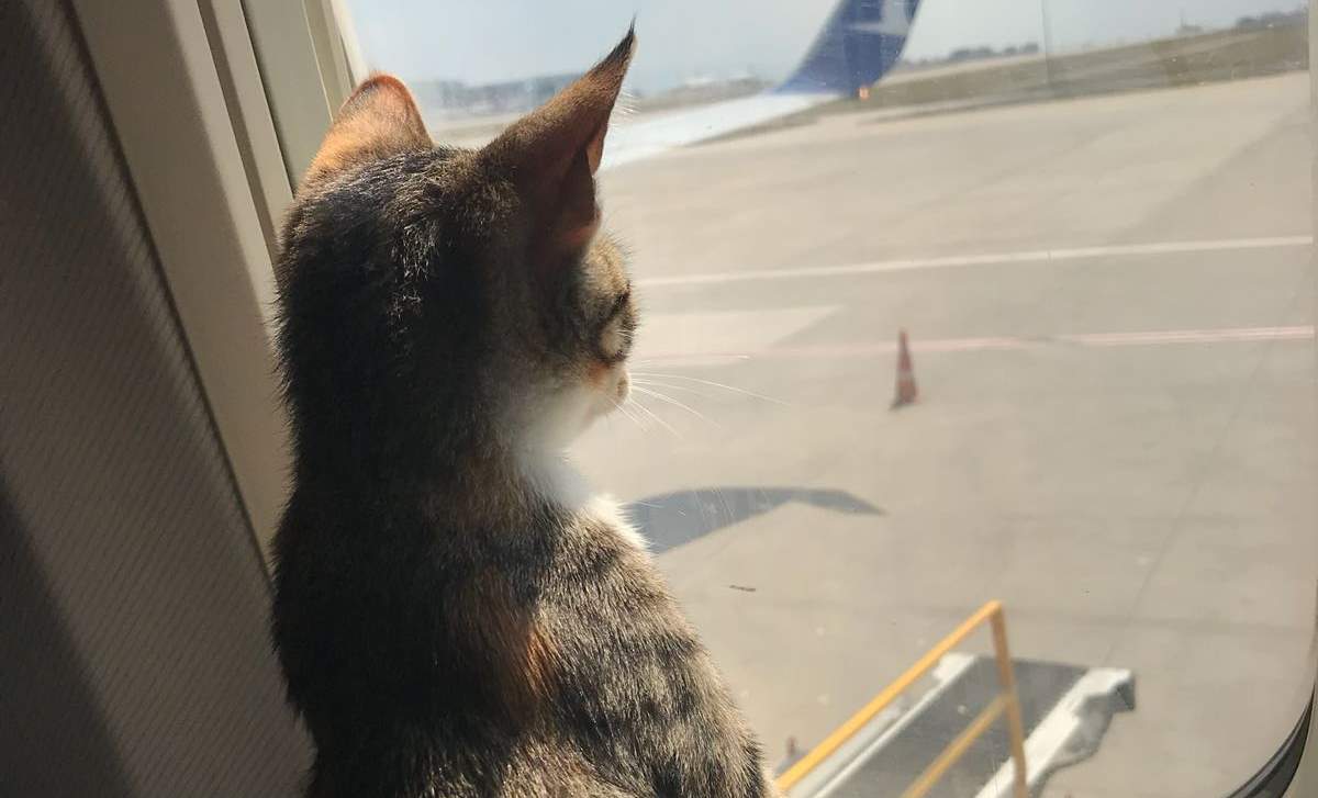 Mishka on the plane