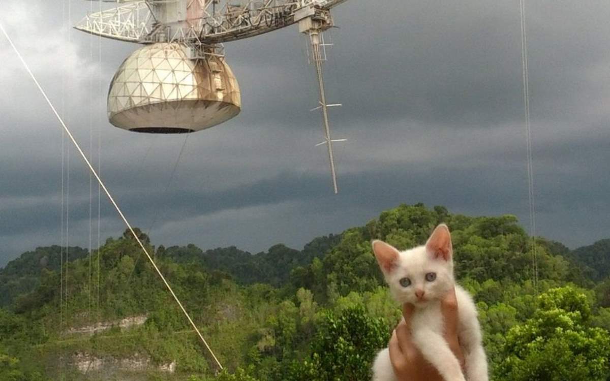 Cats of Arecibo Observatory: Squeakazoid