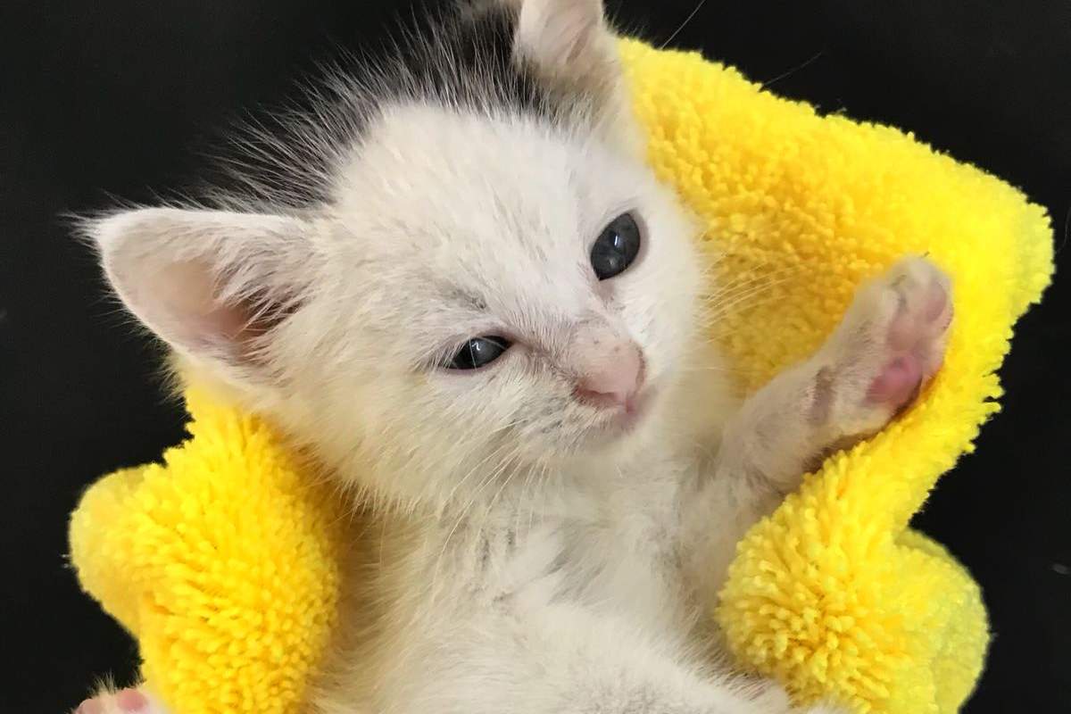 Cotton the Kitten, after bath