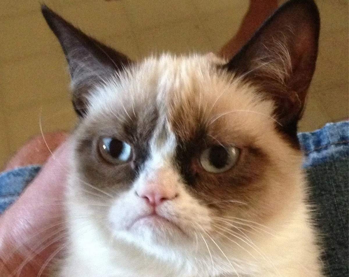 Grumpy Cat (cropped)