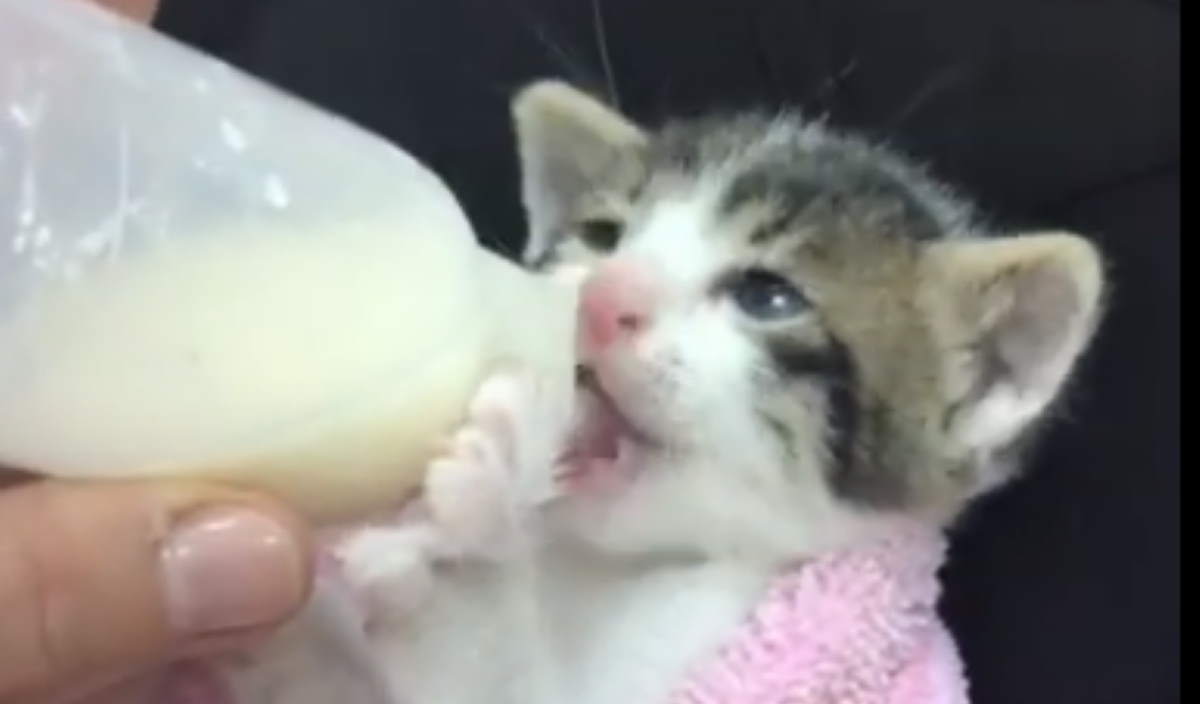 Orphaned kitten drinking milk
