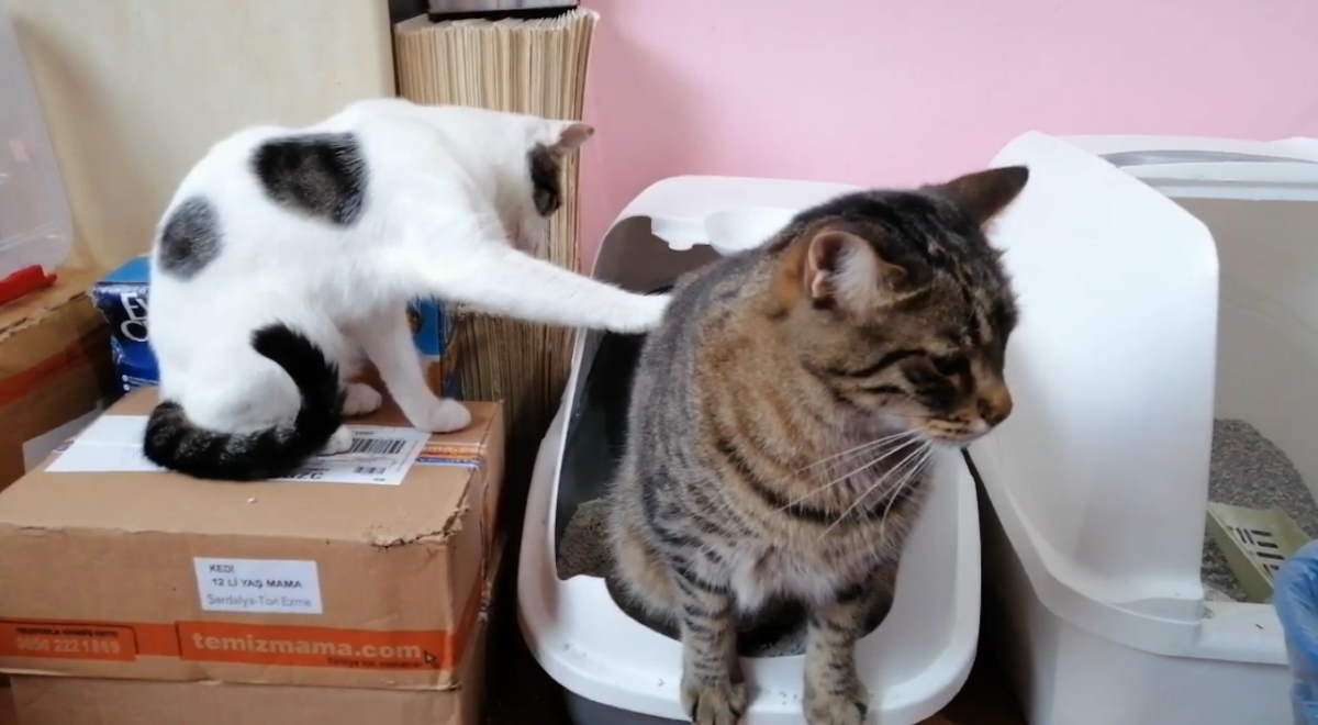 There's no privacy with Fatma the rescue cat!