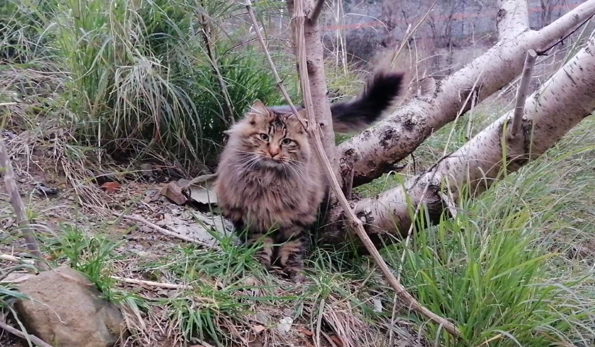 Feral cat