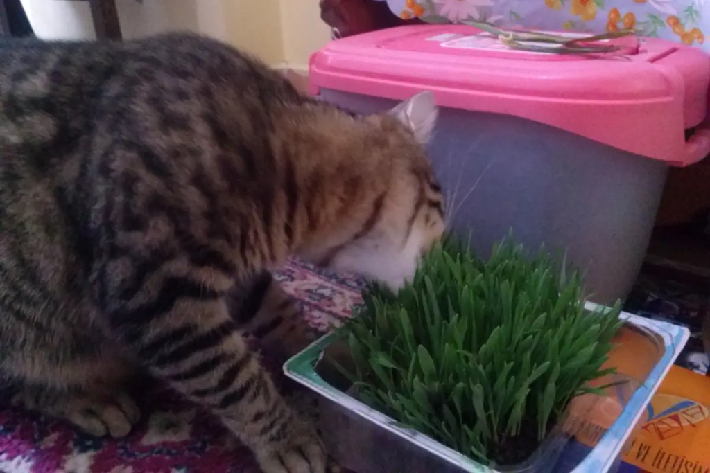 Pica in cats - a solution: cat grass