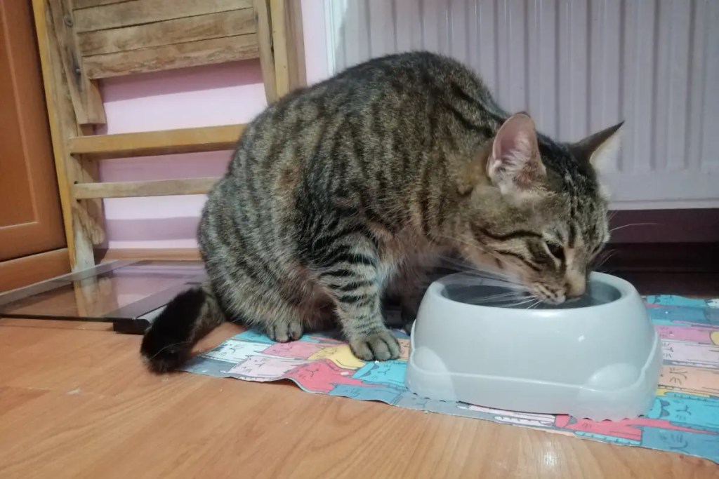 Nairo the cat drinking water