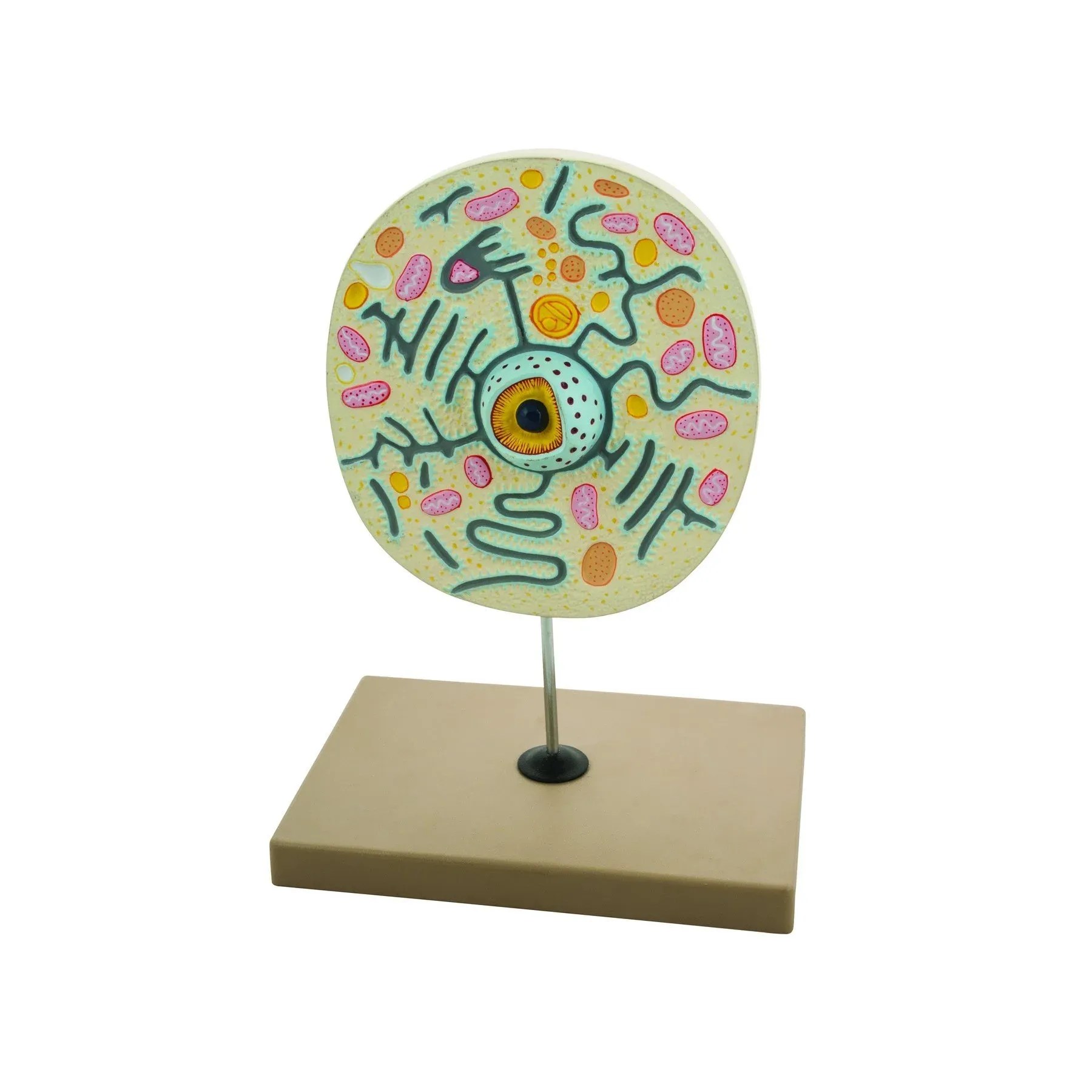 Animal Cell Model - Mounted on 13" x 9" Base - Over 10,000X Magnification - Hand Painted - Includes Key Card - Eisco Labs