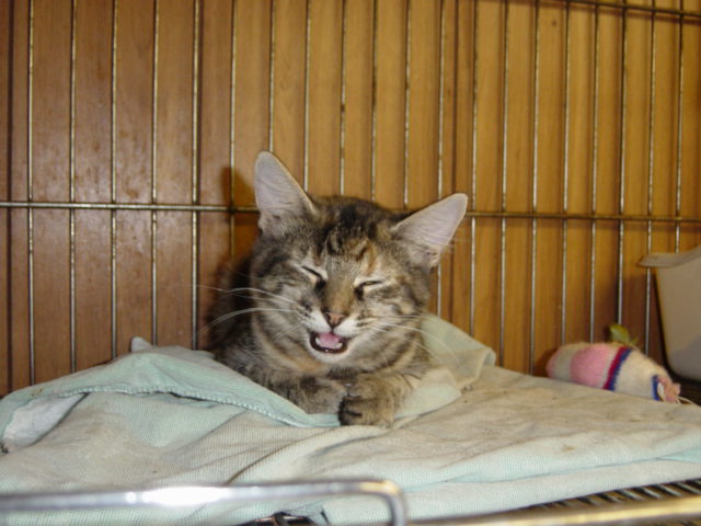 Loudon county animal shelter