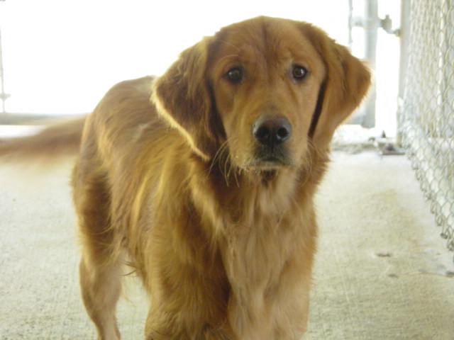 Loudon county animal shelter