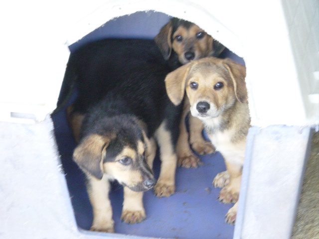 Loudon county animal shelter