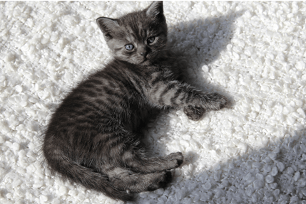 The smoke variant has caused something of a stir in the cat fancy. British Shorthair Black Smoke - 81021+ Nama Untuk Kucing ...