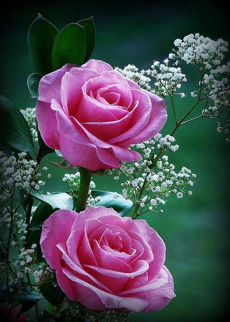 490 تنادي هلال سعودي عديد والكثير من اشخاص يعشقونه ويحبون دائما بحث عن اجمل. ØµÙØ± Ø²ÙÙØ± ÙÙØ±ÙØ¯ , Ø®ÙÙÙØ§Øª Ø±ÙÙØ§ÙØ³ÙØ©