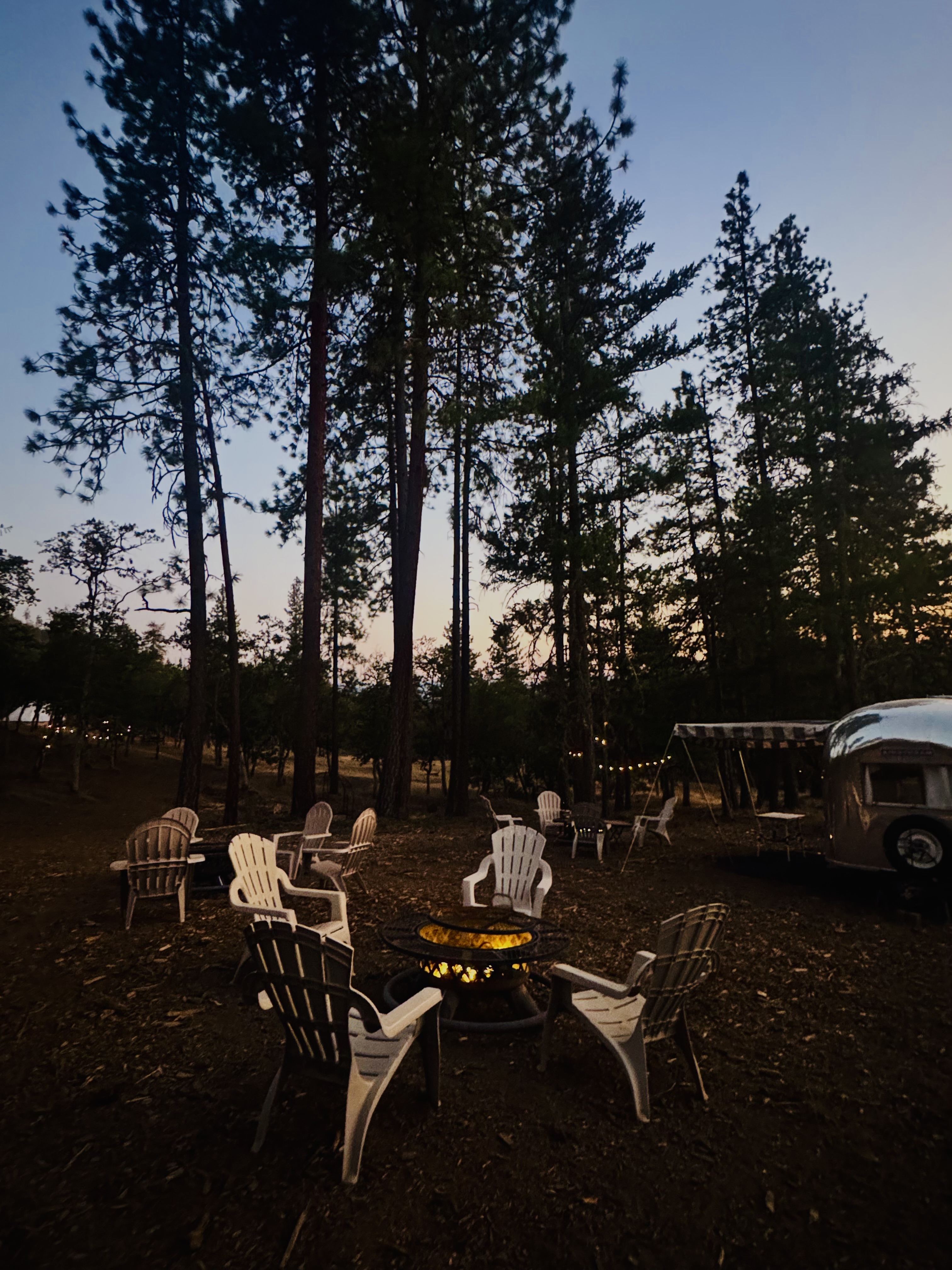 The asado in the tall pines