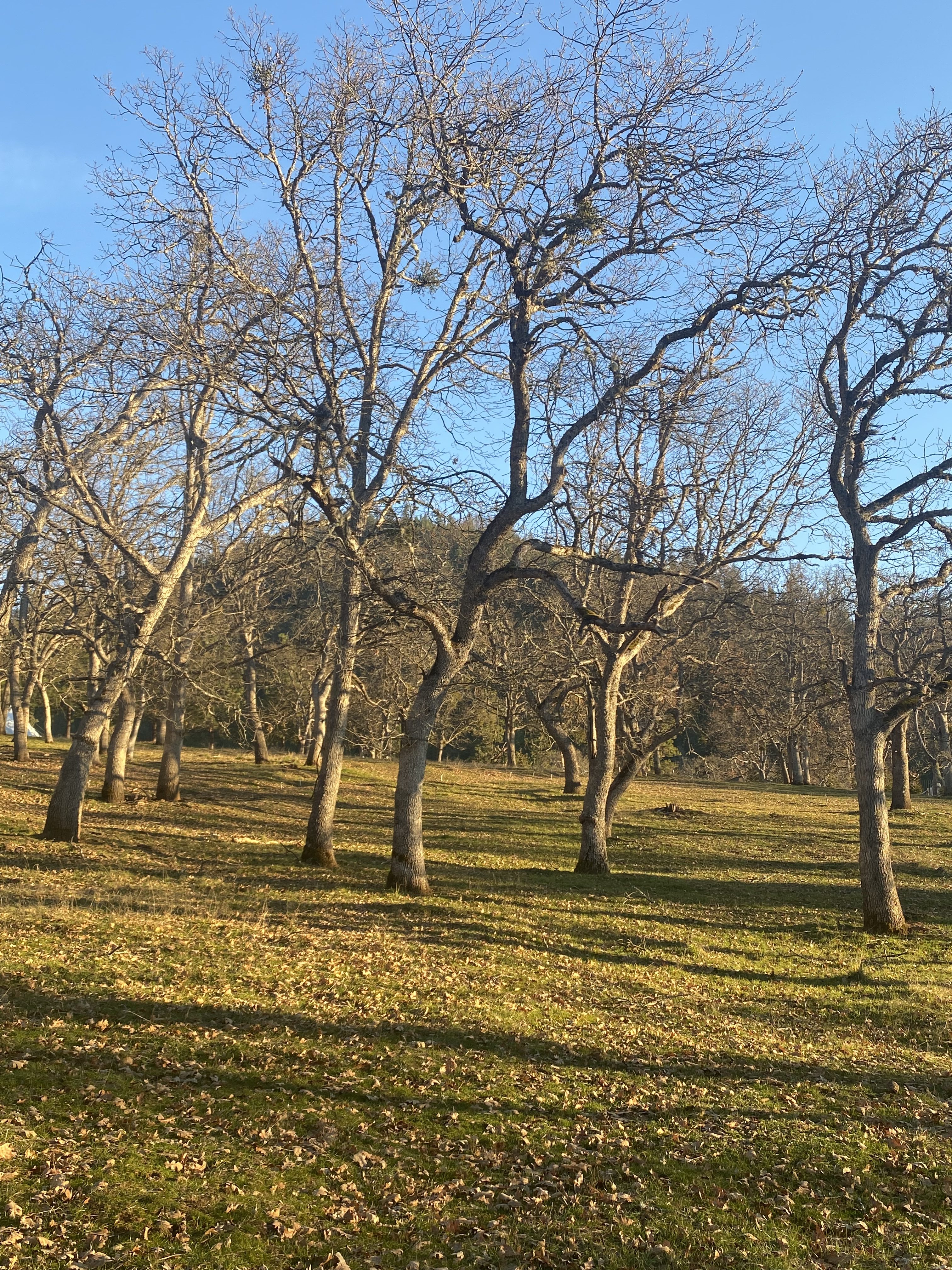 Open grass beneath the oak canopy