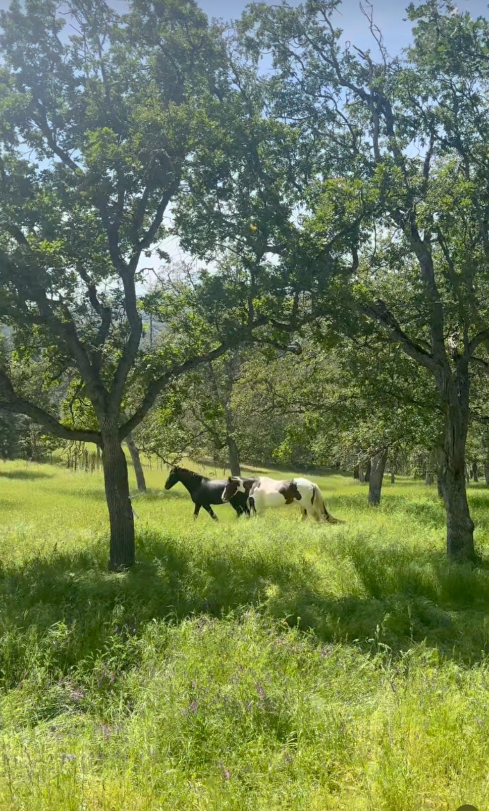 Afternoon light under the oaks