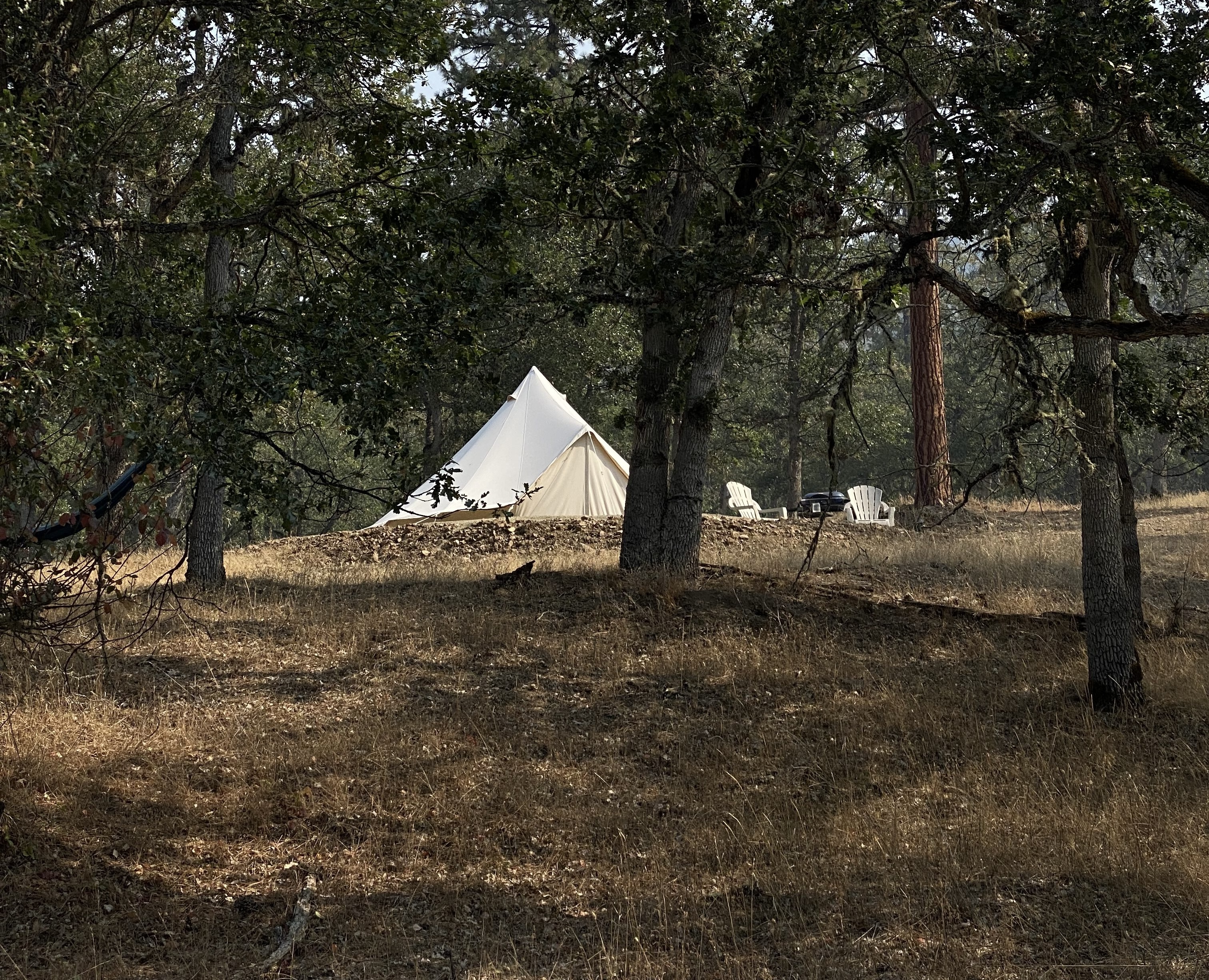 The oak meadow at Love & Luck Ranch
