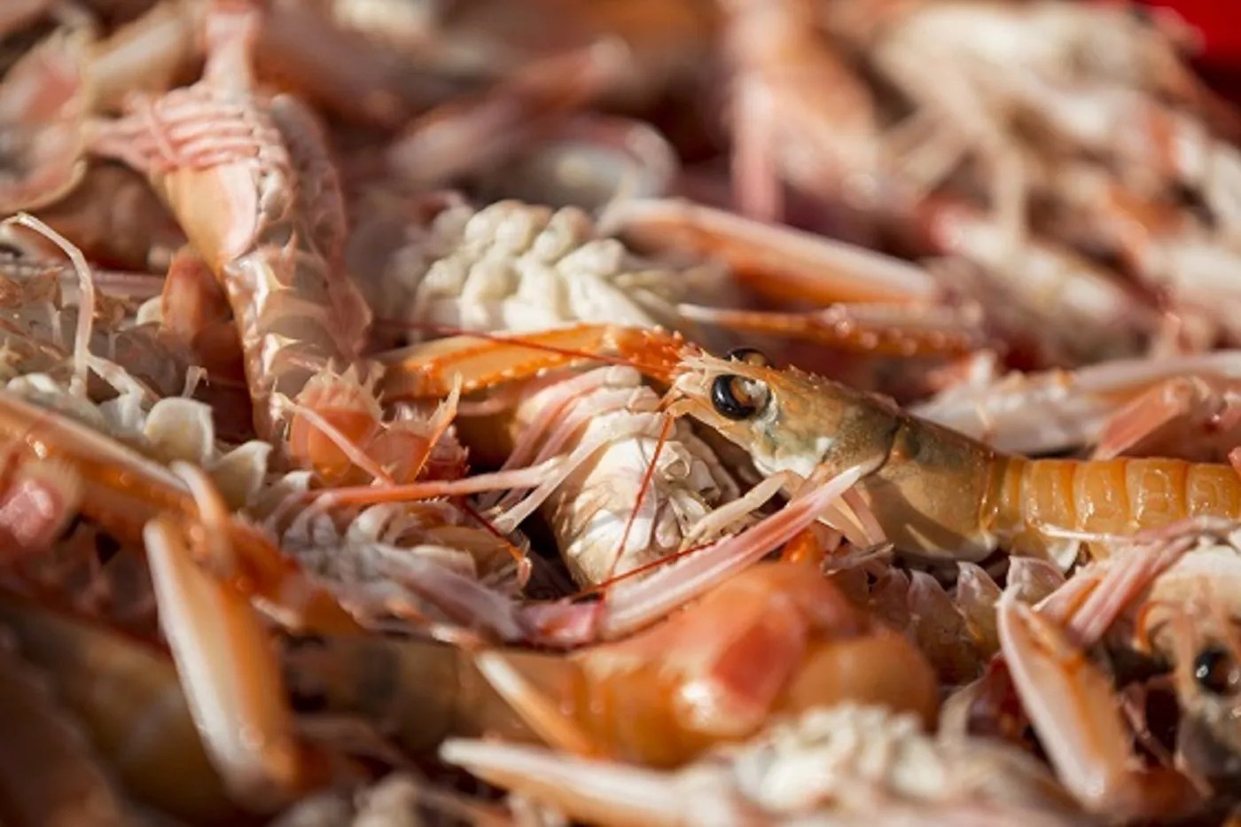Portavogie Seafood Festival