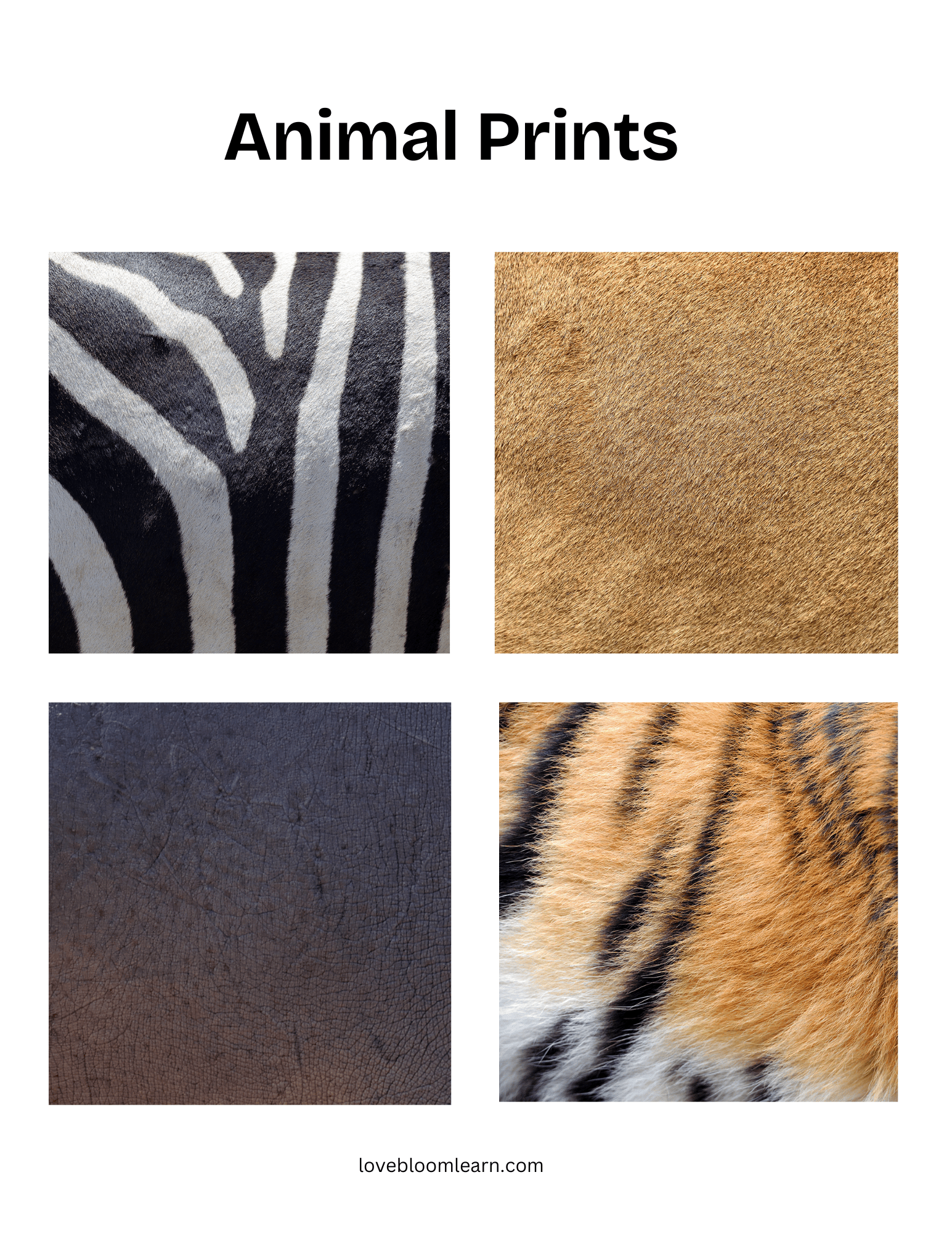 Animal Prints