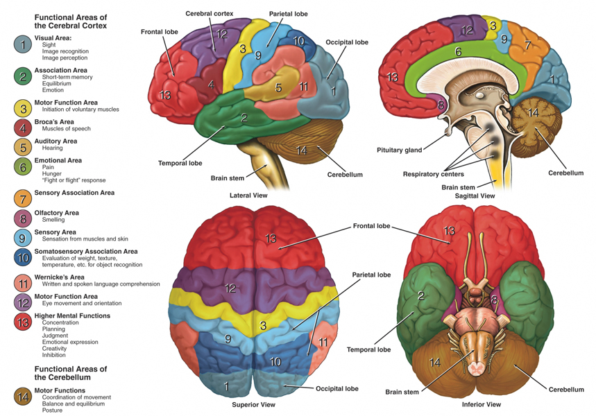 brain-anatomy-function