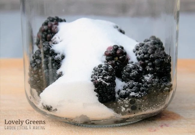 images How To Make Blackberry Gin Or Vodka how to make simple blackberry gin using