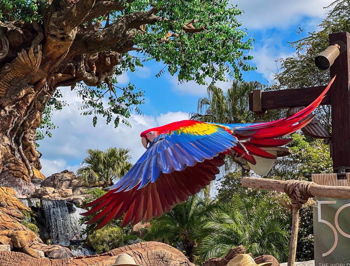 Animal Kingdom Parrot