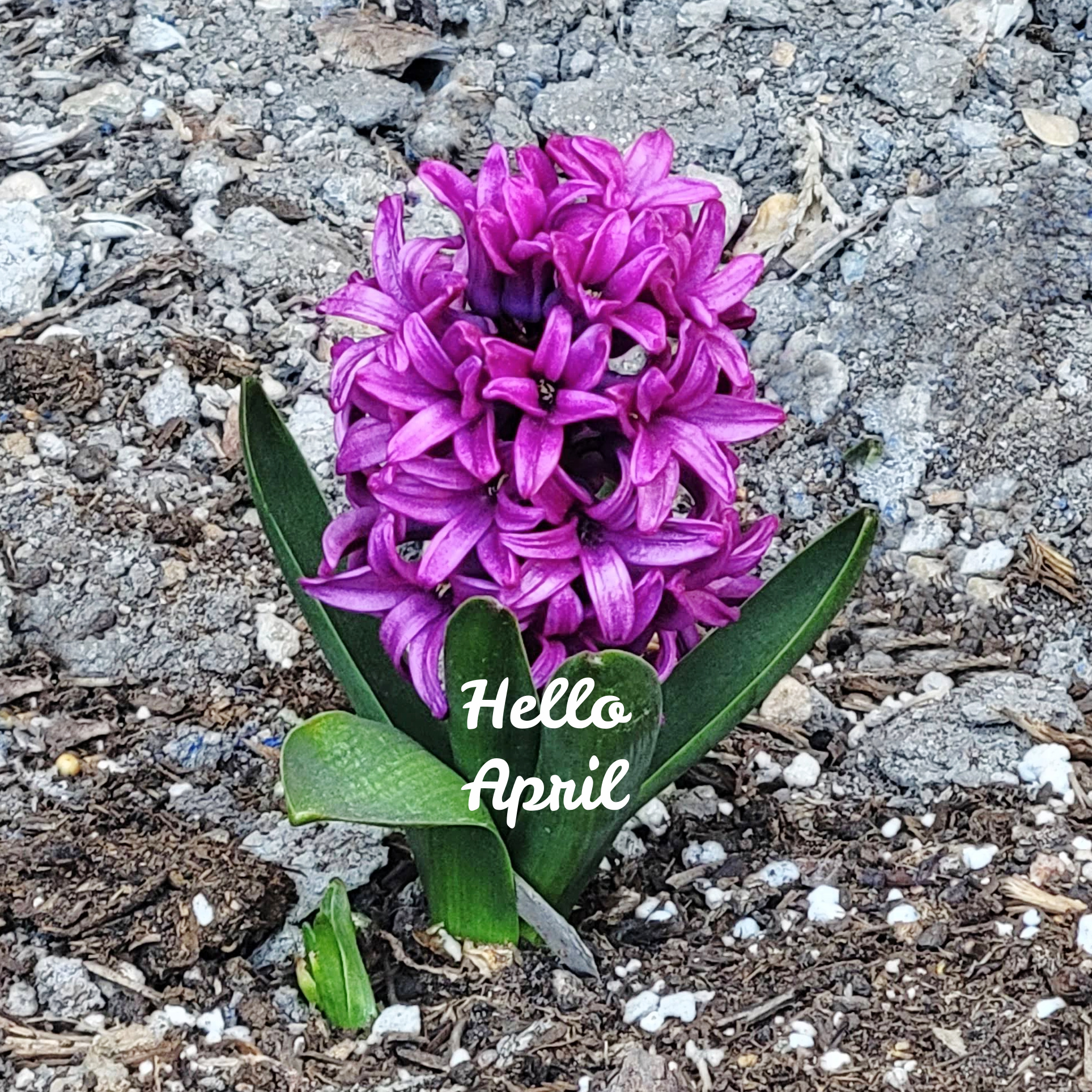 picture of new spring flower