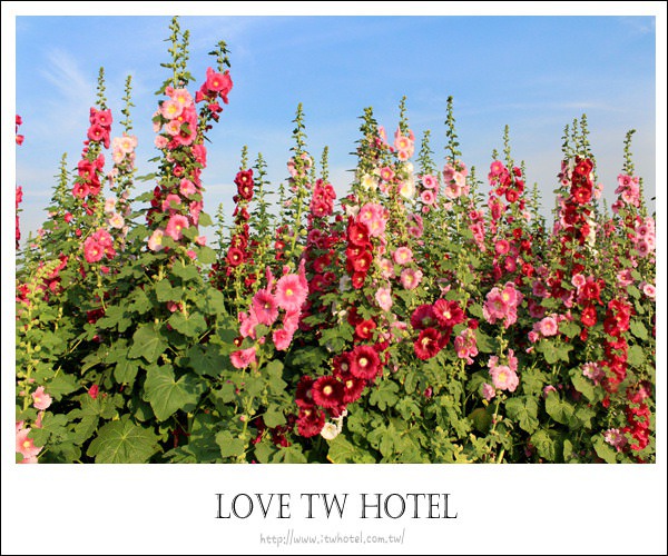 【彰化景點】彰化蜀葵花海 @ 員林鎮賞花新亮點