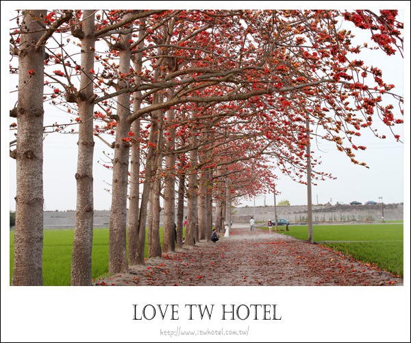 【彰化景點】彰化火紅的木棉花道 @ 滿滿的木棉花道綻放中