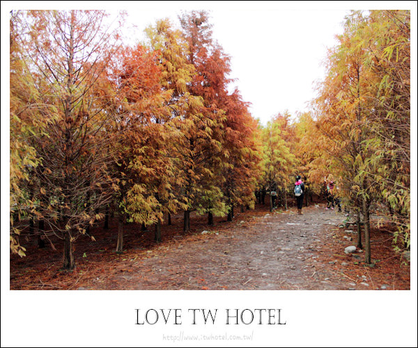 【台中泰安】落羽松秘境版～不用出國就像在國外！泰安落羽松秘境