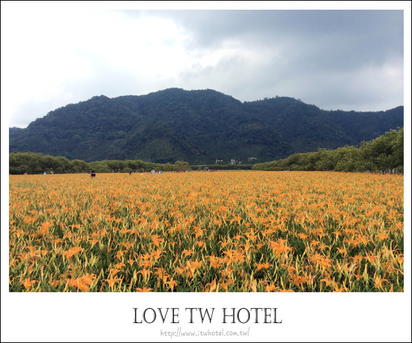 【日月潭金針花】南投金針花海～隱藏在南投的美麗金針花海